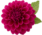 Flor roja 150px
